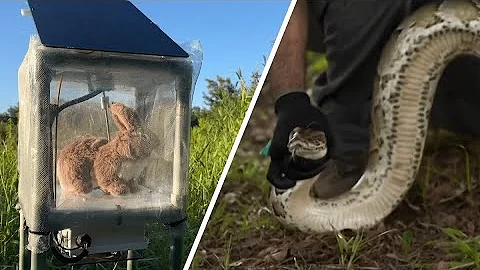 These robotic rabbits could save the Everglades from invasive pythons