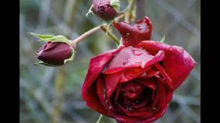 Tek Sevdi̇ği̇m Sensi̇n