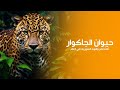 الجاكوار ثالث أكبر السنوريات في العالم وأقوى عضة بين جميع القطط الكبيرة كويست عربية  