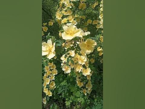 Сонячний кущ#Шипшина_жовта#Шиповник_желтый#Rosehip_yellow - YouTube
