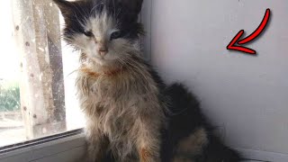 A kitten with wire marks was thrown to die, then a miracle happened!