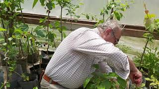 Yedi̇veren Karadut Budamasi.