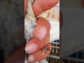#طفرة حسون ابو دقن