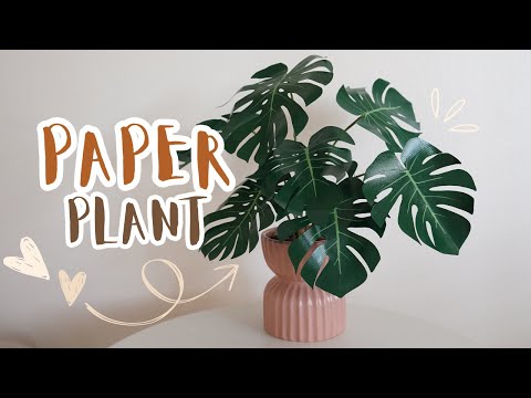 philodendron bipinnatifidum selloum hope Philodendron bipinnatifidum 'Little Hope'