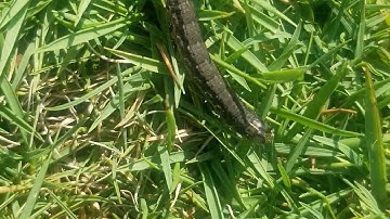 Fall Armyworms and Your Lawn