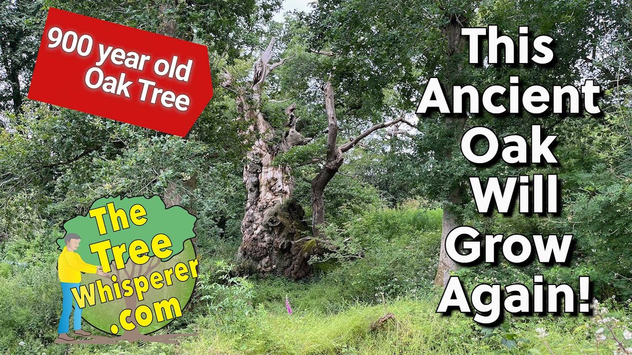 900+ years old. This ancient tree has a new lease on life--will grow again and share its wisdom.