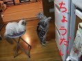 猫缶ちょうだい!二匹編(2足立ち猫) We want canned food in the refrigerator!
