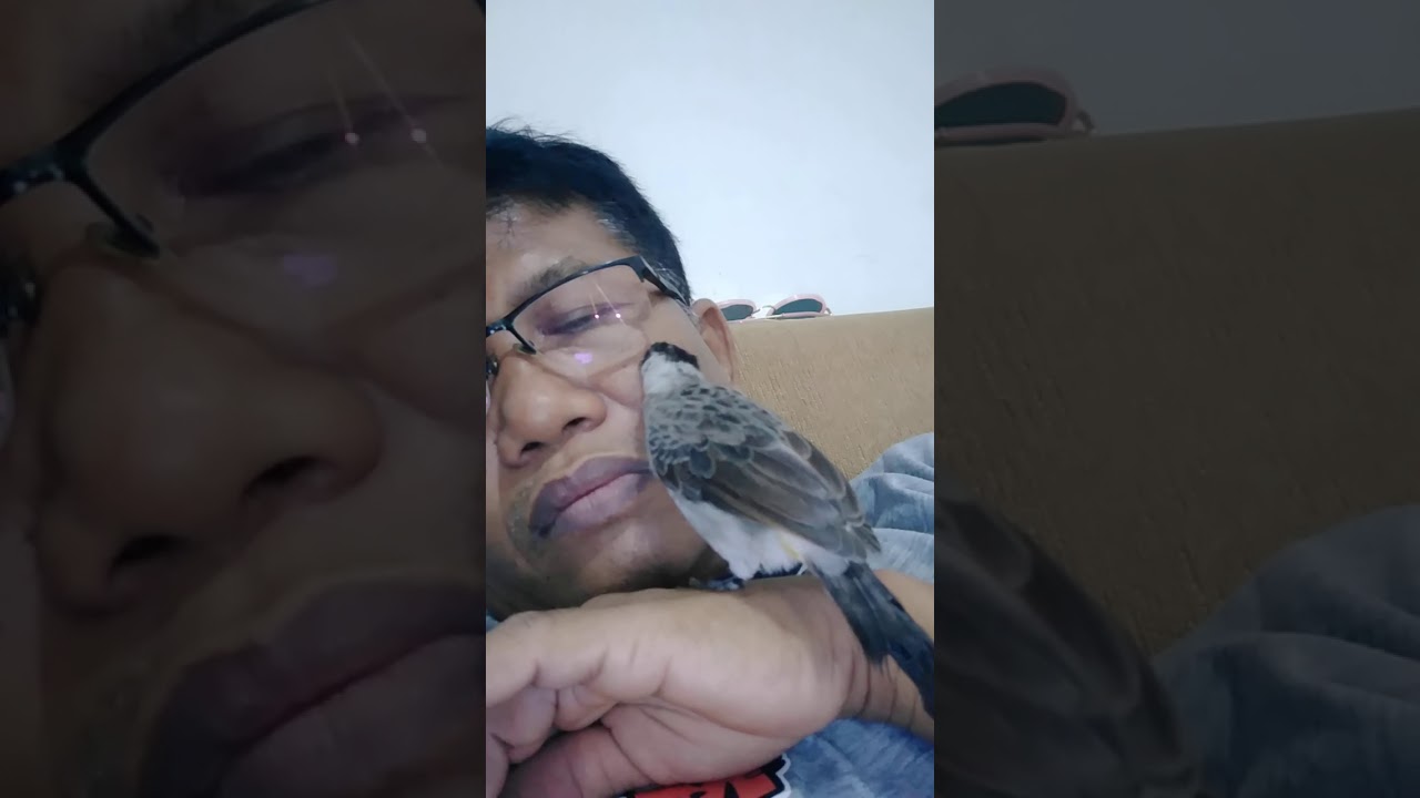 Burung kutilang nakal 