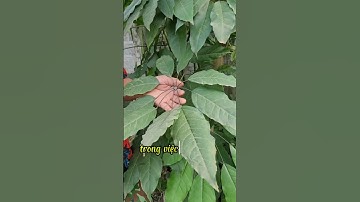 Công dụng của cây lá đắng. #suckhoe#suckhoexuongkhop #DongduocRadiaka