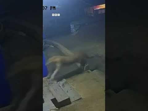 Damisa Ta Biyo Mage Cikin Shagon Cin Abinci Ta Razana Wani Mutum