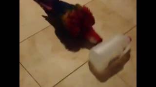 Heidi Fleiss Parrot Diary 28