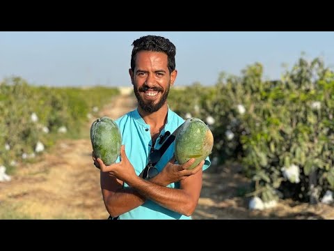 مانجو الكيت في شتاء مصر مميزات و عيوب الصنف معرفة نوع المانجا من الأوراق 