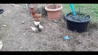hampshire mutter trainiert ihre küken #youtubeshorts #ytshorts #chicken