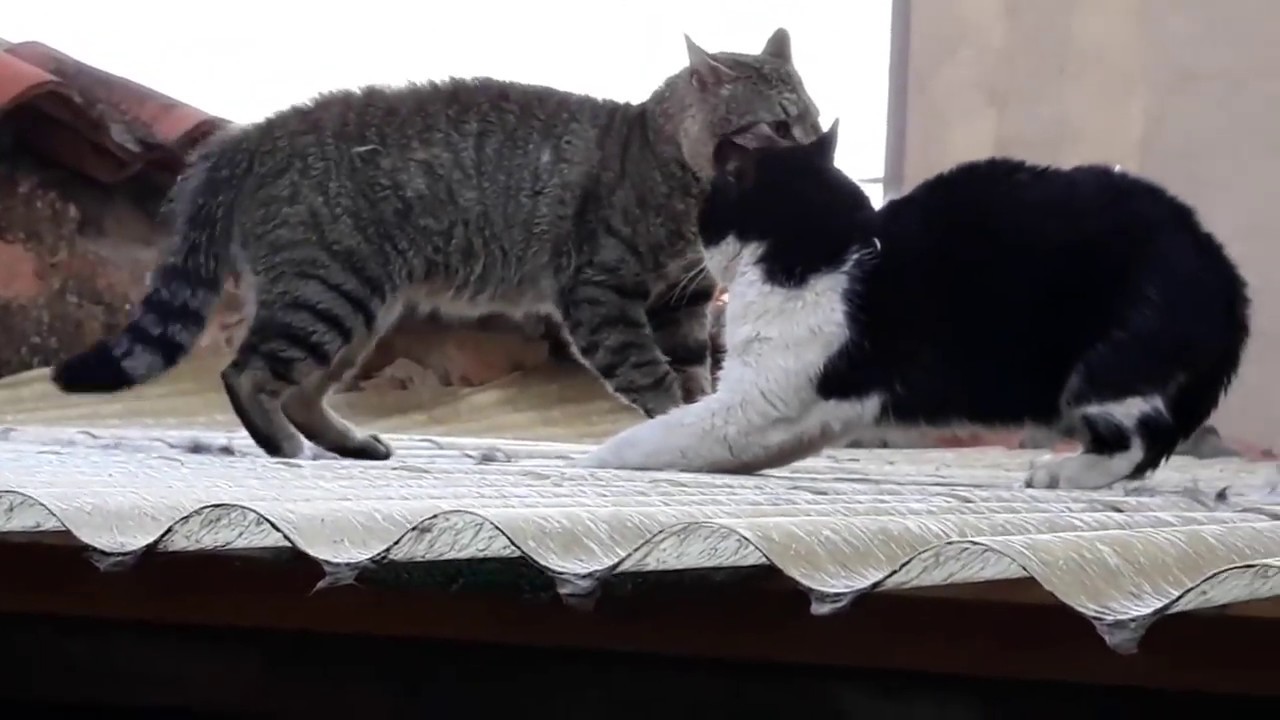 UFC de Gatos\UFC of Cats - YouTube