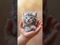 Little kitten #kitten #goodmorning