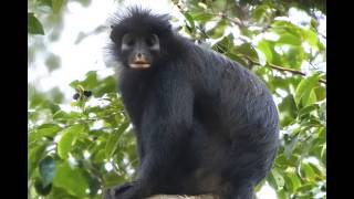 New Monkey Species Discovered in the Congo