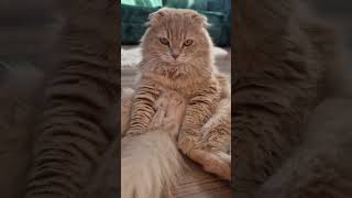 Сначала учимся говорить,а потом🤣 #популярное #позитив #кошкаперся #юмор #cat #кот #yt #memes #ржач