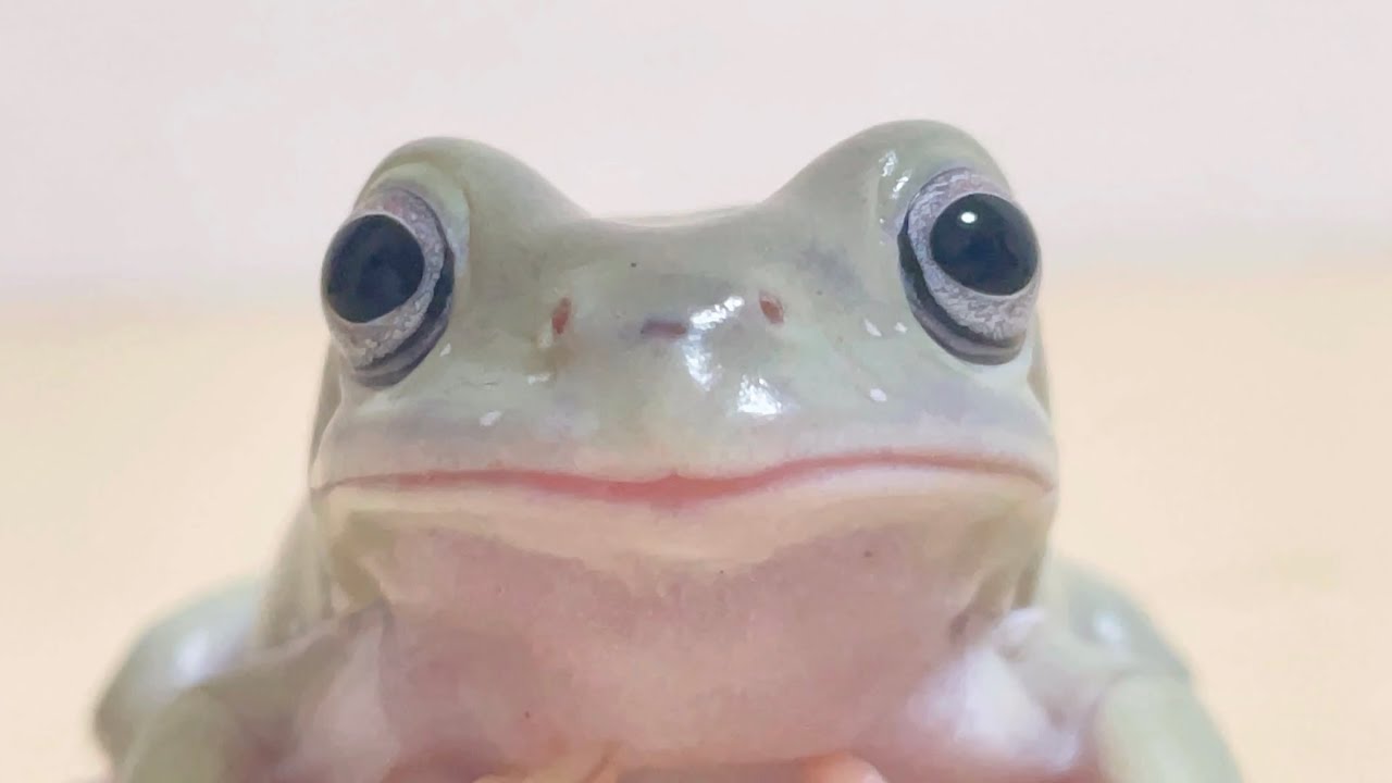 食べられたいくらい可愛いカエルがこちらです Youtube