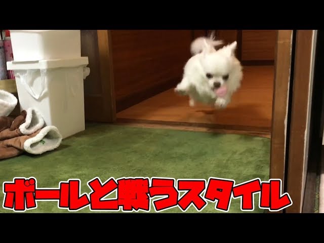 犬とボールで遊ぶといつも笑ってしまう！へっぴり腰で戦うスタイルのコハクさん