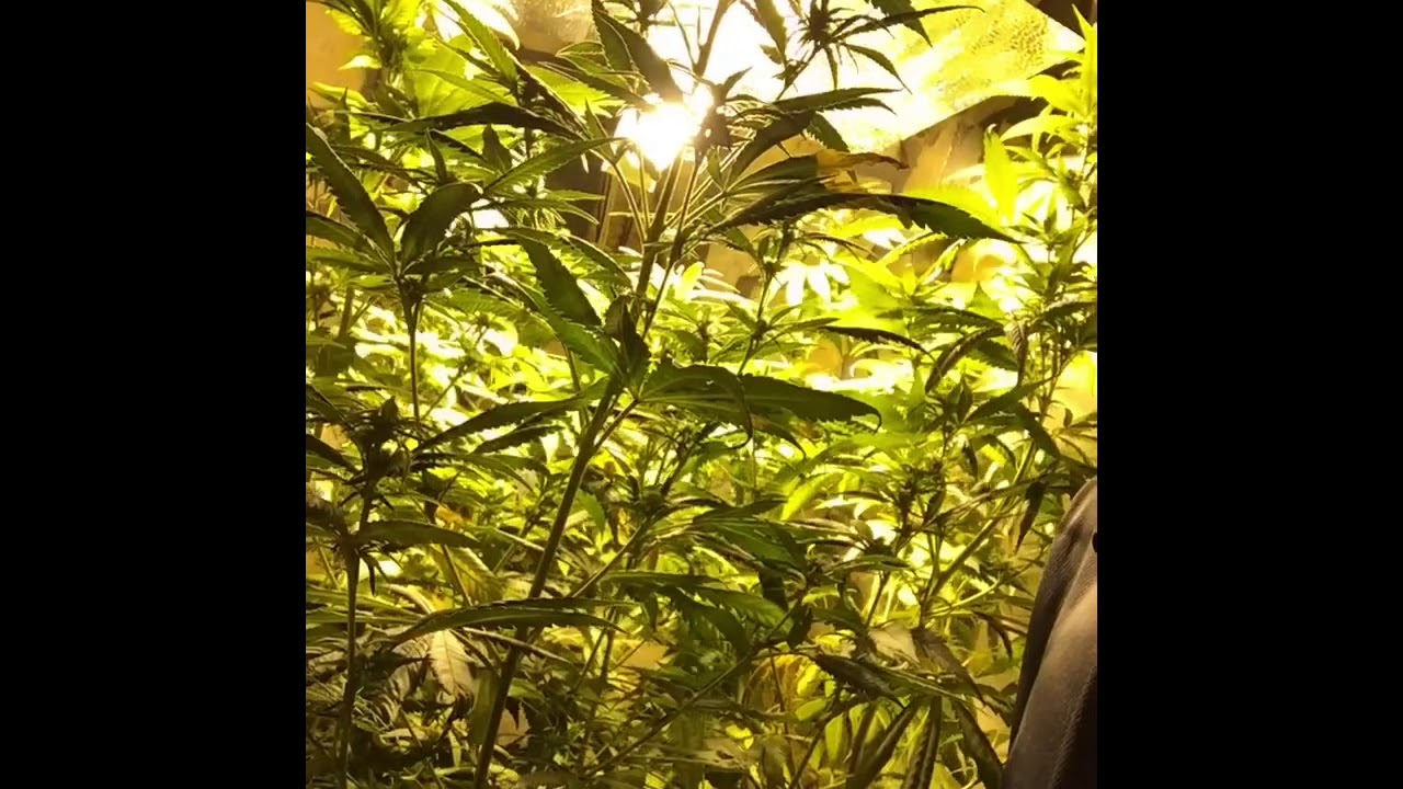 Banana Punch Indoor Grow!!! 2020 6ft tall!!!🔥🔥🔥