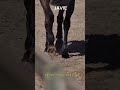 なぜ馬は足を骨折すると死ぬのでしょうか?| 多分あなたは知らない 210 #javie #shorts