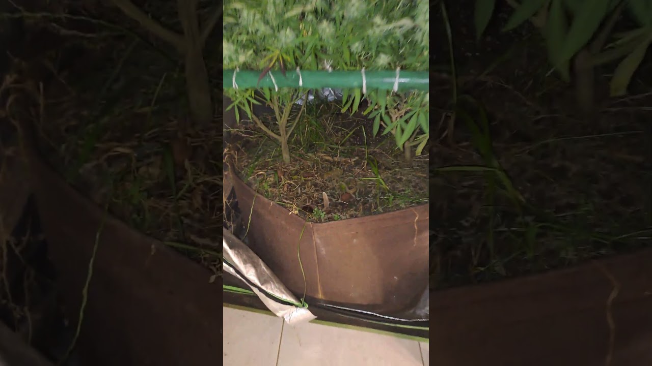 Cultivo Cannabis Livin Soil - Mimosa x Orange Punch y Cactus Breath - 9 Weeks Flower 