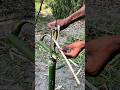 Effective bamboo #trap #creativesurvival
