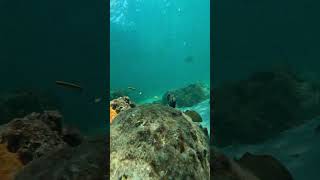 Barracuda and sea turtle