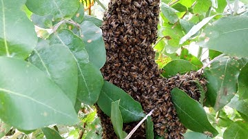How to move bees from traditional hive to modern bee hive