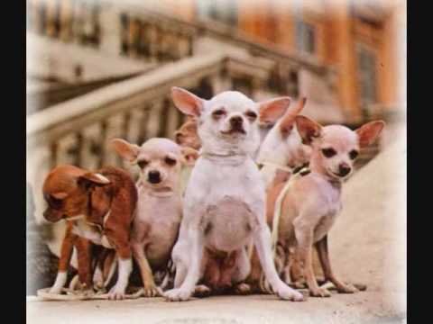 Organization of Life Song (remix of Tik Tok by Kesha) - YouTube