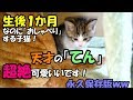 【母猫は1歳】子猫が子ネコを育てる！ #13 超可愛い！生後一か月なのに「おしゃべりな子猫」一生懸命しゃべってます！((*´艸`))ﾌﾟﾌﾟｯ