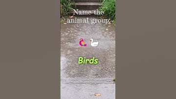 Kids Classification Quiz 1.4