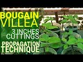 FASTEST  TECHNIQUE TO PROPAGATE  BOUGAINVILLEAS | 3-inch Cuttings Bougainvillea Propagation