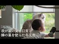 【夏の日常】蜂の巣から肉球をプニプニにする秘密アイテムができるとは…｜ラグドール猫 #114