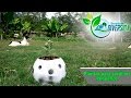 Plantas para jardines pequeños - Como sembrar una chabelita