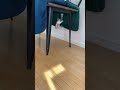 家の掃除をしていたら子猫がまさかのこうなりました...【ミヌエット】#Shorts