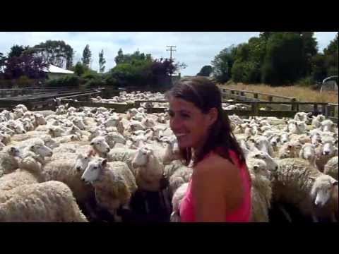 Vidéo: Le Mouton Le Plus Célèbre De Nouvelle-Zélande Meurt