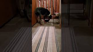 Doberman Pinscher Puppies For Sale in Green Bay, WI