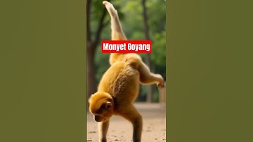 Monyet Menari. #ai #animals #wildlifeentertainment #wildlife #funny #cute #youtube