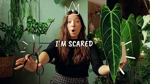 Queen Anthurium Propagation | 100% Best Method for Stem Cuttings 🌿✂️