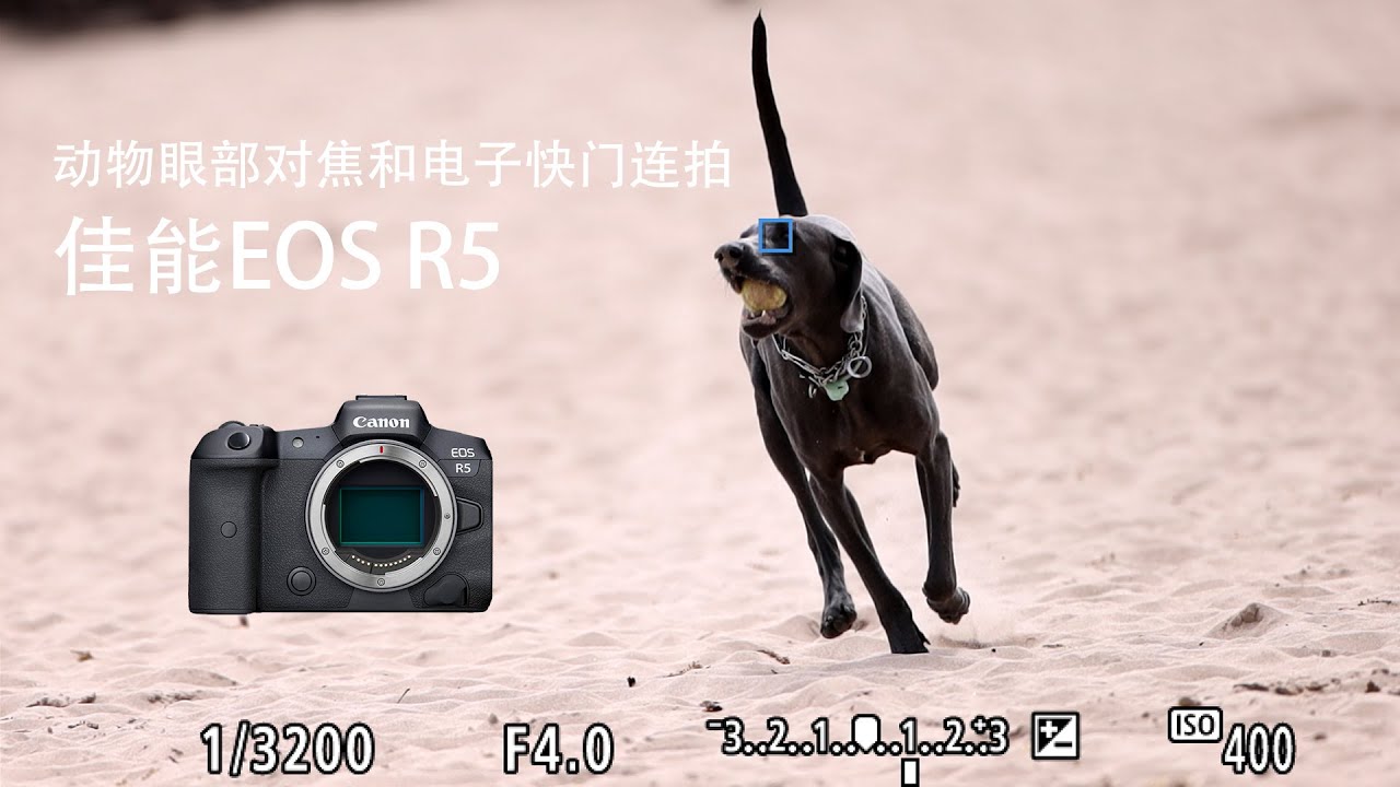佳能EOS R5第一人称动物眼部对焦和电子快门连拍随感 Canon EOS R5 eye tracking in first person