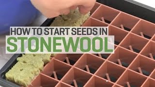 Starting Chile Pepper Seeds in Rockwool for Hydroponics