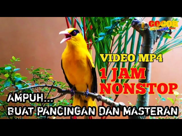 FULL 1 JAM VIDEO MP4 || KICAUAN KEPODANG EMAS GACOR AMPUH BUAT PANCINGAN DAN MASTERAN KEPODANG 2021 class=