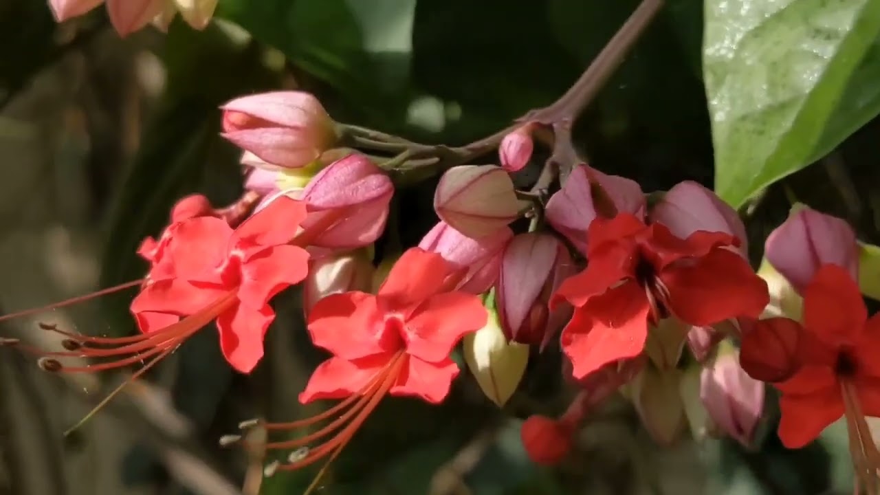 Что внутри оранжереи в Минском ботаническом саду?