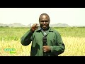 TBC SHAMBANI KESHO BORA FAHAMU ZAIDI KUHUSU KILIMO CHA MPUNGA