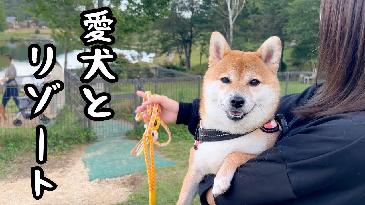 【愛犬と旅行】柴犬と大自然の中のリゾートで過ごす豪華な1日