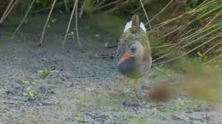 Calling water rail 🔴