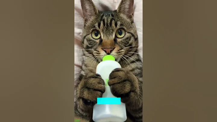 Video 10769111: ball persian cat, persian cat funny, cat lovers