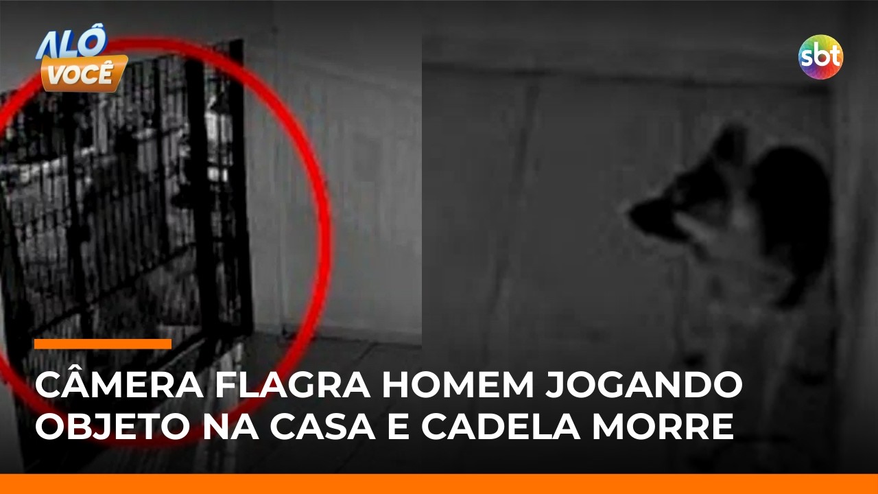 Homem é investigado por envenenar cadela com chumbinho em SP; câmeras flagraram ação | #AloVoce