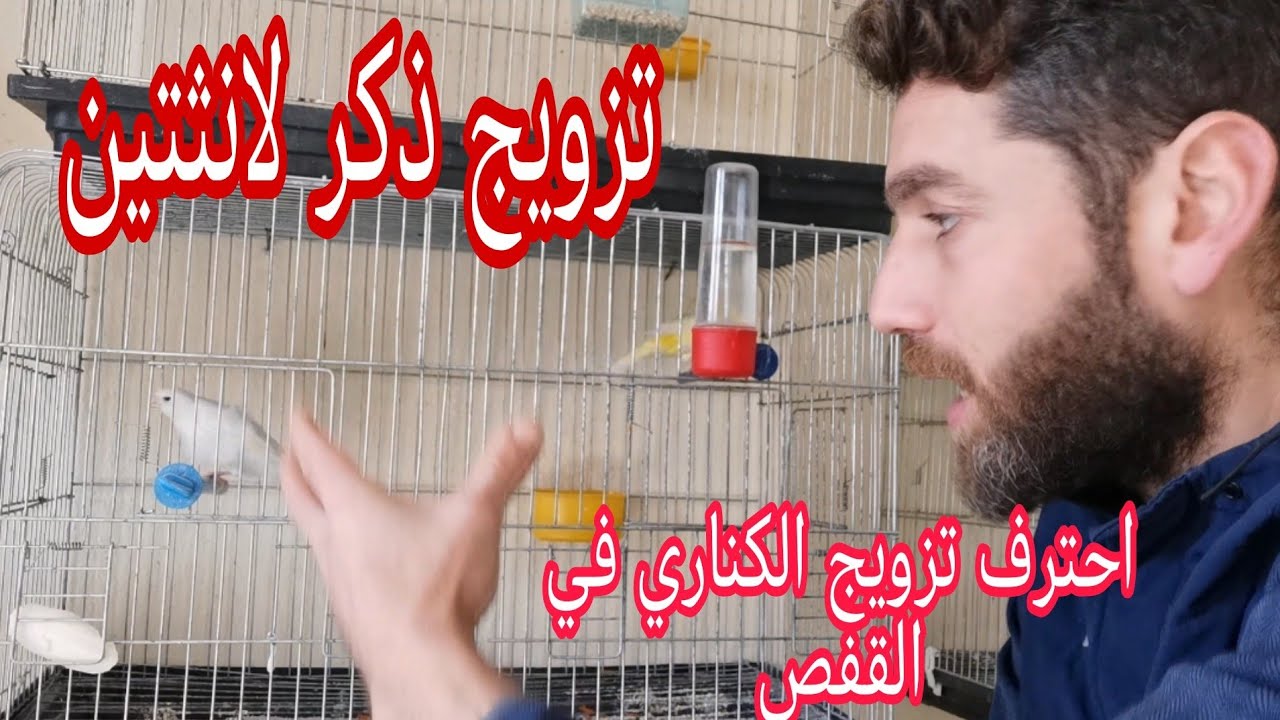 تزاوج الكناري في الاقفاص بأفضل الطرق + أفضل طريقة لتزويج ذكر لانثتين